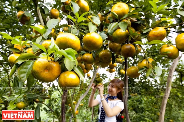 Des mandarines Lai Vung, une spécialité de Dong Thap.