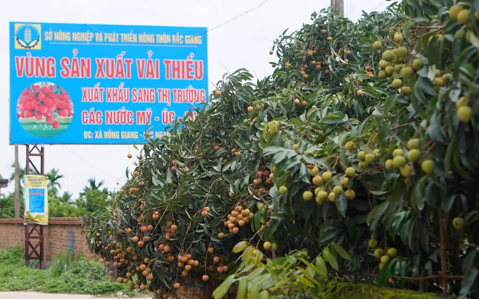 Les litchis ici sont cultivés selon les normes VietGAP, GlobGAP.