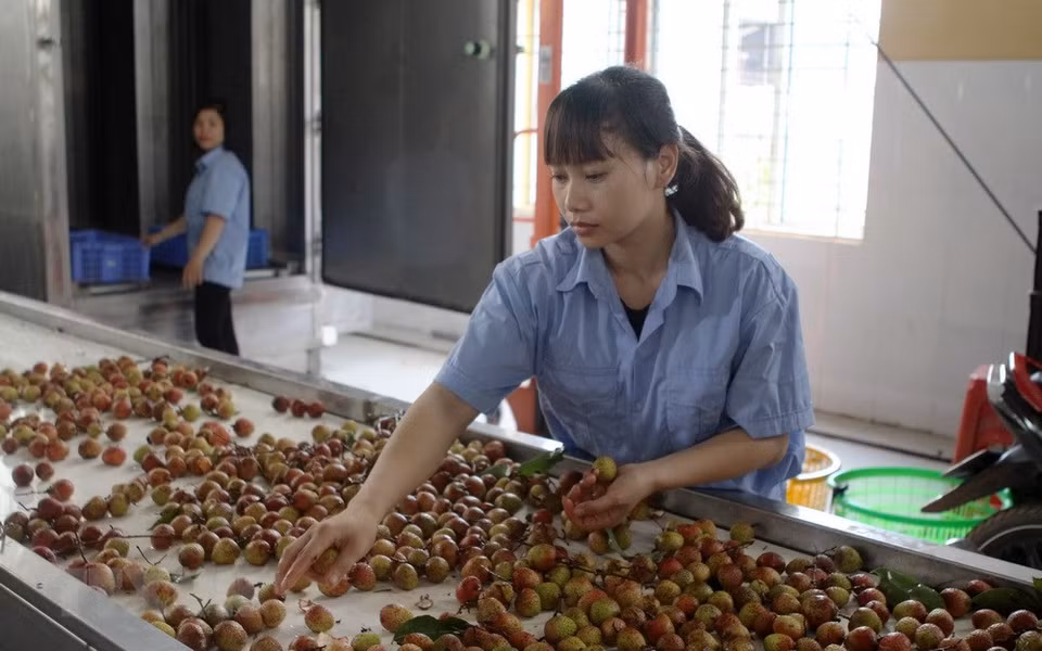 Trier le litchi destiné à l'exportation. 