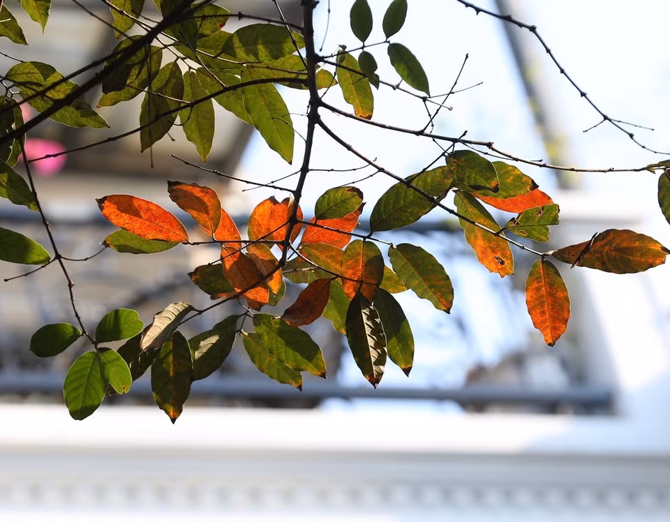 Les feuilles changent de couleur signalant la fin de l'automne.