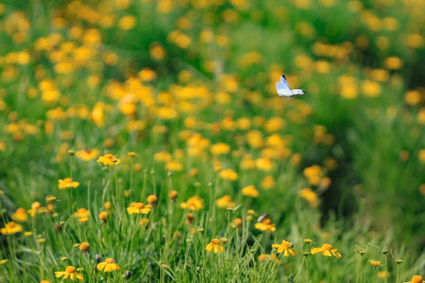 On dit que chaque mois à Hanoï est marqué par l'épanouissement d'une fleur particulière.