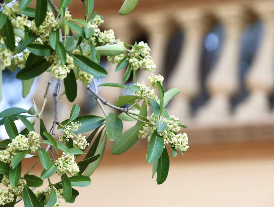 Les fleurs d’Alstonia participent au charme de l’automne hanoïen. Leur odeur forte et âcre est vraiment différente des autres fragrances florales qui embaument la capitale. 