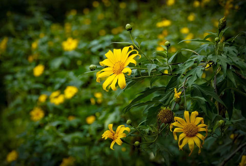Les visiteurs dans la province montagneuse de Dien Bien au Nord seront surpris par les tournesols sauvages jaune vif qui s’épanouissent sur les collines, couvrant les villages et les bas-côtés des routes locales.