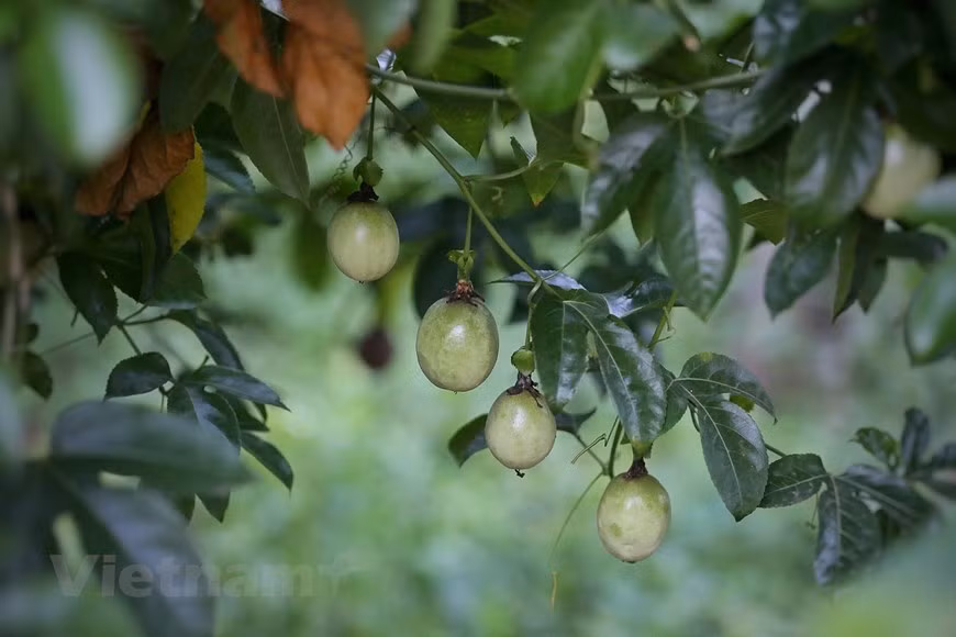 Au printemps, la fleur de prunier recouvre le plateau de Moc Chau d'une couleur fragile et immaculée. Les visiteurs sont émerveillés. Pour les habitants du district de Moc Chau, le prunier est un don de la nature car il pousse très bien sur le sol des hauts plateaux et n'a pas besoin d'être entretenu avec soin. De plus, il apporte une valeur économique élevée. Récemment, outre la valeur économique de la vente des prunes, les habitants de Moc Chau peuvent tirer profit de l'écotourisme communautaire. Les collectivités locales construisent un programme touristique unique. Ce modèle touristique amène les voyageurs à manger, vivre et récolter des prunes avec les locaux. Photo: VietnamPlus