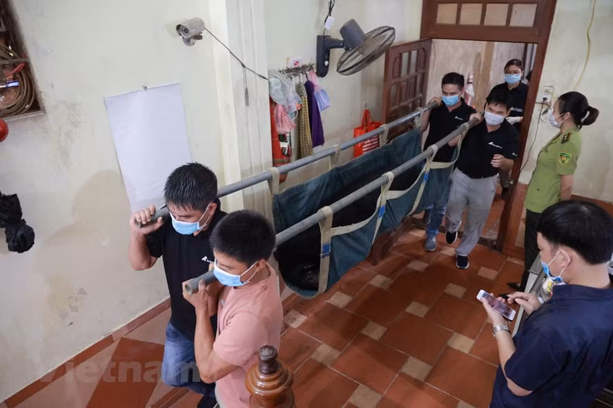 Depuis début 2021, le Centre de sauvetage des ours du Vietnam a pris en charge huit ours noirs d'Asie. Le Vietnam fait partie des signataires de la Convention sur la diversité biologique, de la Convention sur le commerce international des espèces de faune et de flore sauvages menacées d'extinction, de la Convention relative aux zones humides d'importance internationale et de la Convention des Nations Unies sur la lutte contre la désertification. Le pays a également intensifié la coopération bilatérale et multilatérale sur la conservation de la faune, par exemple en signant un accord avec l'Afrique du Sud en 2012 pour mettre fin au commerce illégal de la corne de rhinocéros. Photo: VietnamPlus
