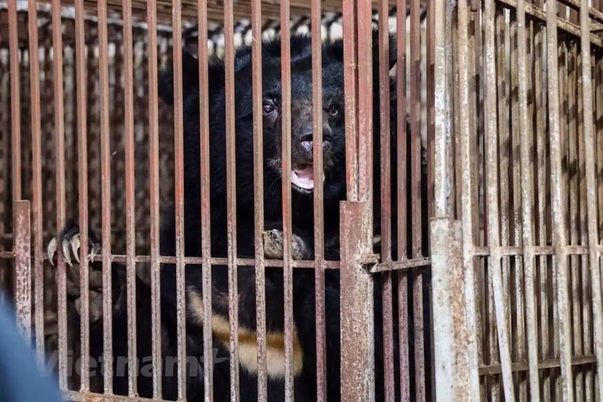 Le propriétaire des trois ours gardait cinq ours noirs d'Asie, mais deux sont déjà morts, et le ménage a décidé de remettre les restes à Animals Asia après avoir reçu les encouragements du sous-département des gardes-forestiers de la province de Lang Son et de l'ENV. Rien qu'en 2019, l'ENV a signalé que 34 ours avaient été transférés dans des centres de secours à travers le pays, dont 23 volontairement. Le nombre d'ours en captivité au Vietnam a baissé de 4.300 en 2005 à 432 en décembre de l'année dernière. Jusqu'à présent, 34 villes et provinces du pays ont déclaré la fin de cet élevage. Photo: VietnamPlus