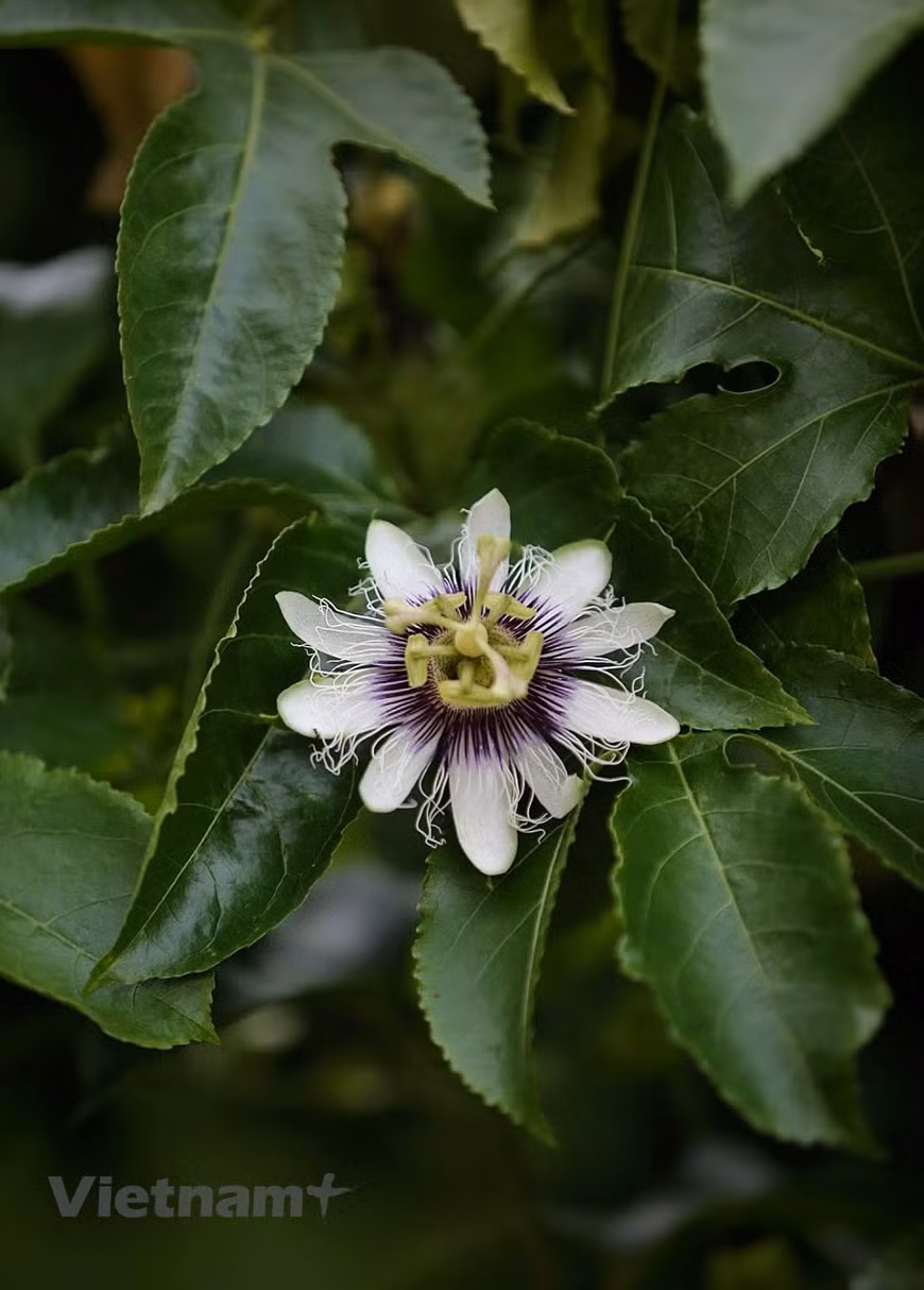 Fleurs vives et belles de la région montagneuse. Venus de différentes zones urbaines agitées, les visiteurs ressentiront des sensations inattendues. Le plateau de Moc Chau les séduira avec son ambiance de paix, ses innombrables vergers (pêchers et pruniers principalement) qui s’étendent sur une immense vallée verdoyante, la richesse de ses traditions et la singularité de ses maisons traditionnelles. Le plateau de Moc Chau est magnifique en toutes saisons, de sorte que les visiteurs peuvent venir ici à tout moment de l'année. La période avant et après le Nouvel An lunaire ou Têt traditionnel est la saison des fleurs de pêcher et de prunier. Photo: VietnamPlus