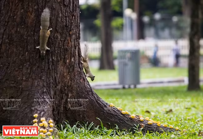 Écureuils descendant de l’arbre pour prendre leur nourriture.