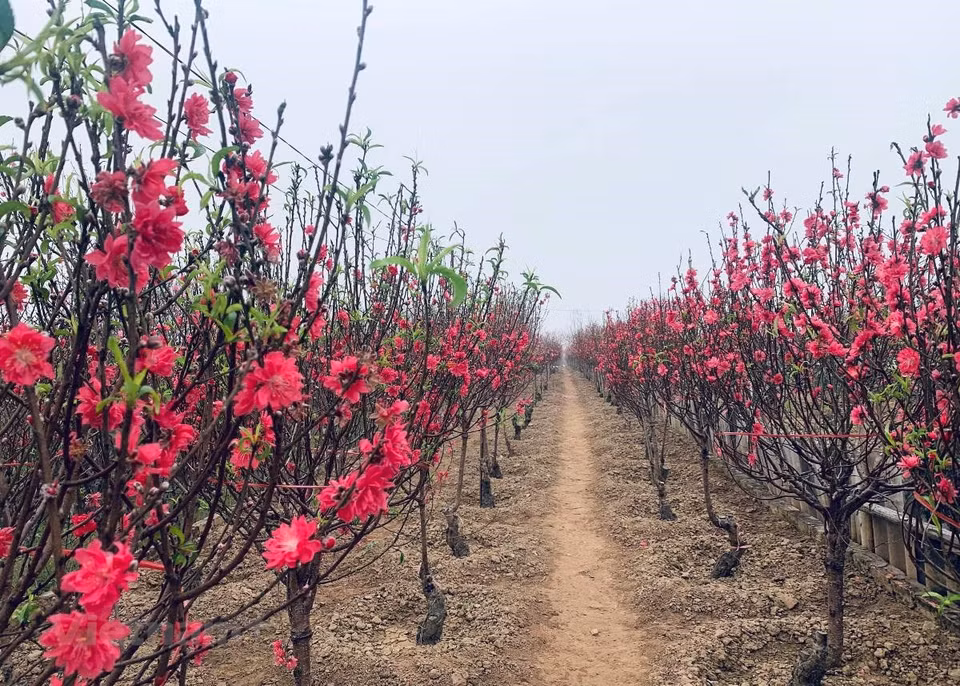 Les pêchers sont en fleurs entre le 15 et le 25 du dernier mois de l'année lunaire. Photo: Vietnam+