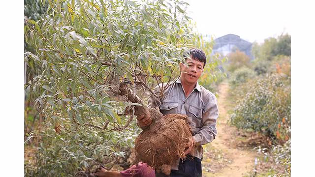 Le déplacement des pêchers dans des pots aidera les plantes à se stabiliser, les pêchers fleuriront uniformément et leurs fleurs seront plus belles à l’occasion du Têt.