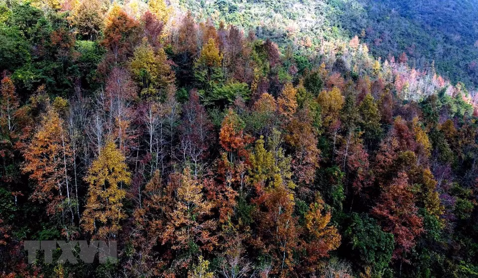 Chaque fois que l'hiver arrive, les forêts s’habillent en violet et en rouge, créant un paysage enchanteur. Photo: VNA