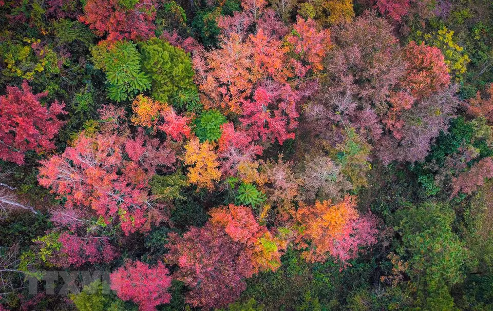 En hiver, lorsque de nombreux endroits sont en déclin et se fanent, les forêts à Cao Bang, aux nombreuses couleurs vives, dégagent une beauté extraordinaire. Photo: VNA
