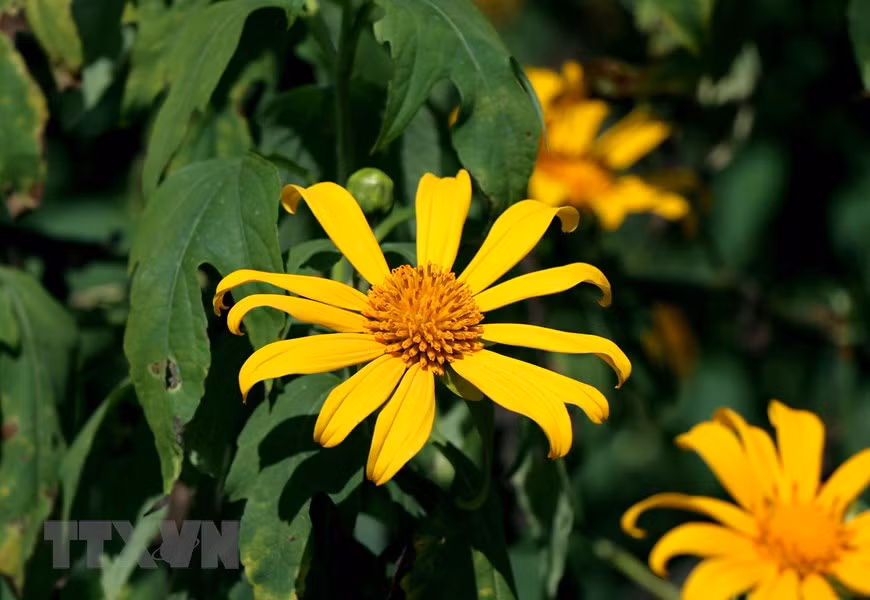 Les tournesols mexicains fleurissent d’octobre à novembre chaque année, à l’approche des jours froids de l’hiver dans le Nord-Ouest.