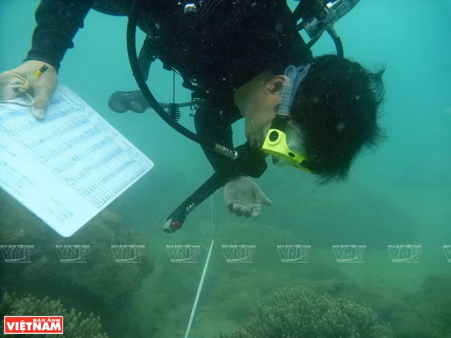 Des notes de suivi sont enregistrées sur le fond marin. Photo: Vietnam Illustré
