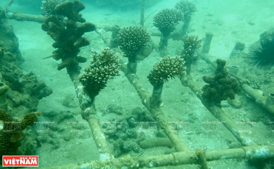 Des récifs coralliens plantés au fond de la mer. Photo: Vietnam Illustré