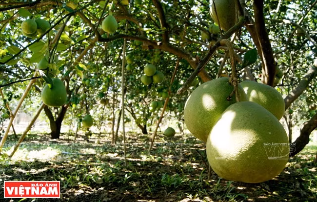 Le pamplemousse de Tân Triêu est une spécialité réputée dans toute la région Sud.