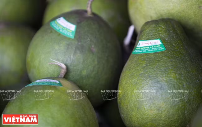Le pamplemousse de Tân Triêu est connu dans le pays comme à l’étranger.