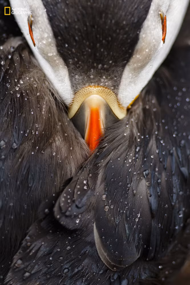 Mention honorable, dans la catégorie “Portraits d’animaux” Bien connu pour sa vie sauvage, l’île de Skomer, au pays de Galles, abrite l’une des plus importantes colonies de macareux moines du Royaume-Uni.