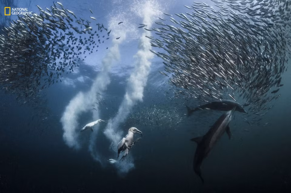  Grand prix et première place de la catégorie "Action". Au large de la Côte Sauvage, en Afrique du Sud, un banc de sardines poursuit sa migration. Une aubaine pour les fous de Bassan, qui plongent à une vitesse de 80 km/h pour les attraper avec leurs becs. D’autres prédateurs, comme les dauphins, participent également au festin.