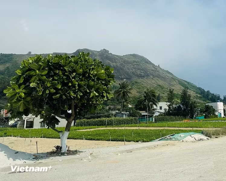 En près de 10 ans, plus de 3 000 badamiers d'Inde ont été plantés et prospèrent sur l'île de Ly Son. 