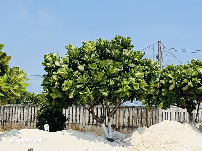  Sur l'île de Ly Son, les badamiers d'Inde sont omniprésents, des pagodes, des grottes jusqu'au bord des routes, autour du monument et de la maison commémorative dédiée à la Flottille de Hoàng Sa, et même dans les maisons communes des villages... 