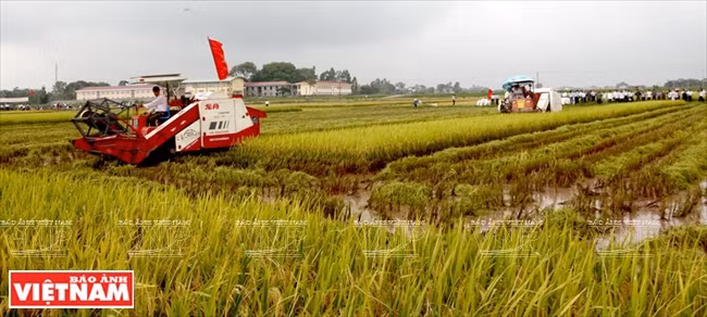 Le modèle de récolte du riz par moissonneuse-batteuse est largement appliqué par les agriculteurs de Hanoï.