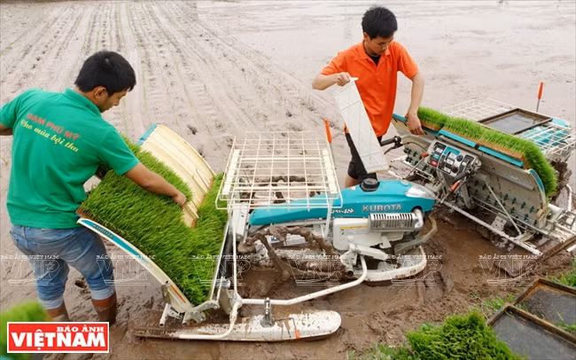 Des agriculteurs de Hanoï utilisant des repiqueuses mécaniques.