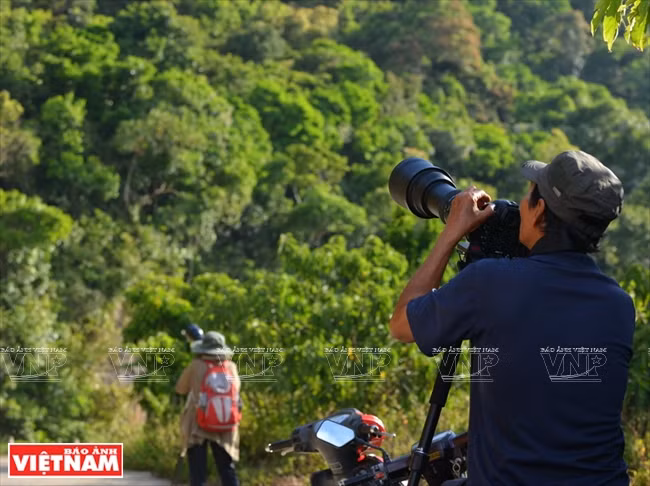 La forêt de Son Tra est aussi un lieu de prédilection pour les photographes