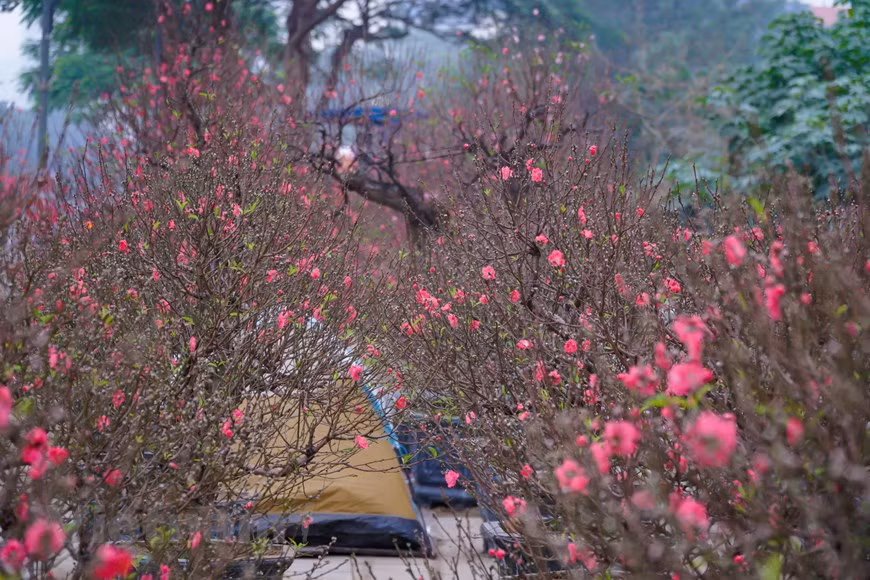 Les pêchers sont en fleurs entre le 15e et le 25e jour du dernier mois de l'année lunaire. Il y a quatre types de fleurs de pêcher: la fleur rose foncé du pêcher “bích”, celle rose pâle du pêcher “phai”, celle blanche du pêcher “bach”, et celle du pêcher “thât thôn”, un tout petit arbre qui donne des fleurs colorées. Considérées comme des messagers du printemps, également du Têt traditionnel, qui tombe souvent entre fin janvier et début février du calendrier solaire, les fleurs d’abricotier et de pêcher apportent un nouveau souffle vital dans la nouvelle année. Selon les ancêtres, les fleurs de pêcher sont un gage de bonheur et de bonne santé. Elles incarnent la chance et la prospérité car des centaines de fleurs ornent chaque branche. Photo: VietnamPlus