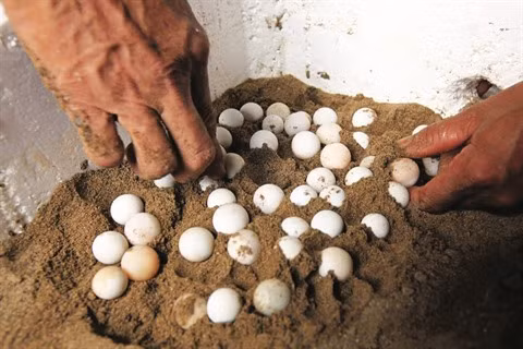 Les œufs de tortue sont mis dans du sable à une température et à une humidité précises. 