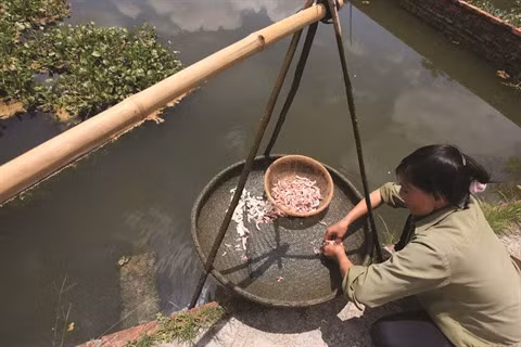 La tortue et un animal poïkilotherme, c’est-à-dire que sa température corporelle change selon la saison. Elle est omnivore mais elle consomme beaucoup les jours chauds et peu les jours froids. Il est préférable de les faire manger par temps ensoleillé, lorsque leur métabolisme est actif.