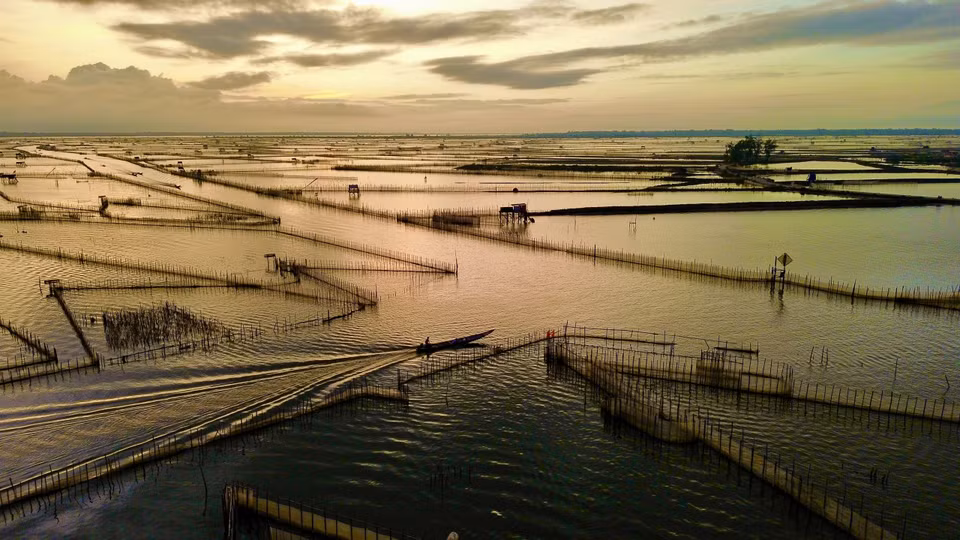 Les zones réservées à l'aquaculture sont clairement délimitées par des clôtures. Photo : VI 