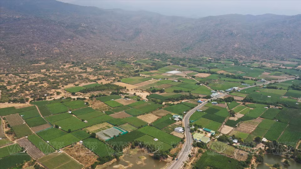  Zone de viticulture dans la province de Ninh Thuan. Photo : VI 