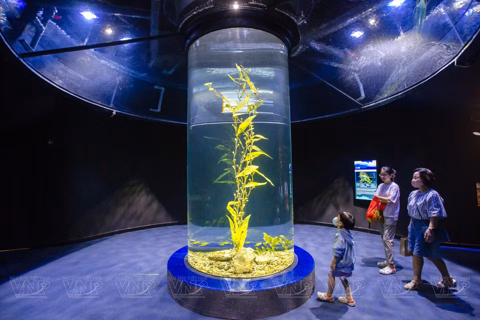  En parcourant 650 mètres à pied à travers différentes zones aux thèmes variés, les visiteurs peuvent explorer cet univers fascinant. Photo: VI 