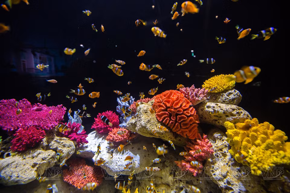  Les récifs coralliens abritent une grande variété de poissons colorés. Photo: VI 