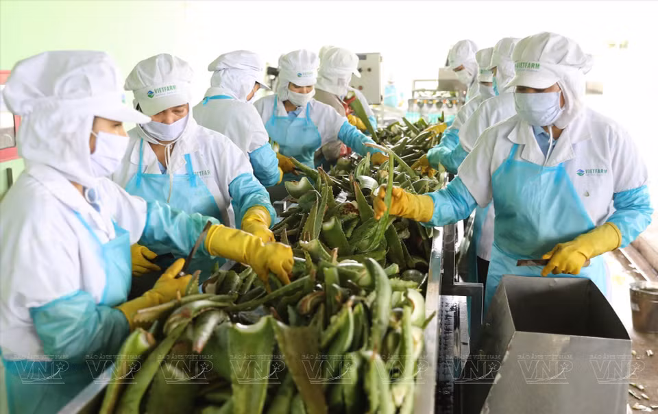  Processus de transformation et de classification de l'aloe vera à la société Canh dong Viet, province de Ninh Thuan. Photo : VI 