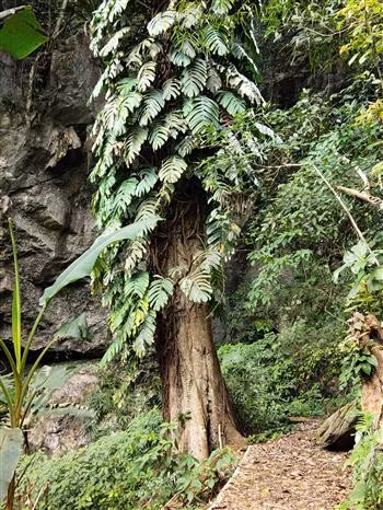 Les villageois conservent encore des arbres centenaires. Photo: VNA 