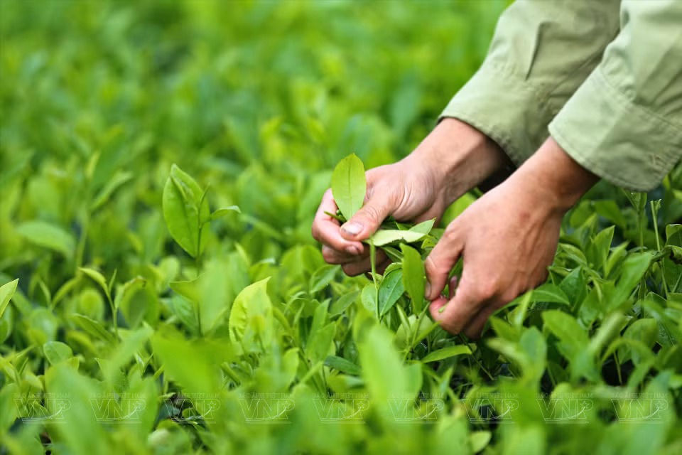 Les produits de la coopérative ont été vérifiés, certifiés et évalués pour leur qualité par les autorités compétentes et ont obtenu le certificat d'hygiène et de sécurité sanitaire des aliments. 