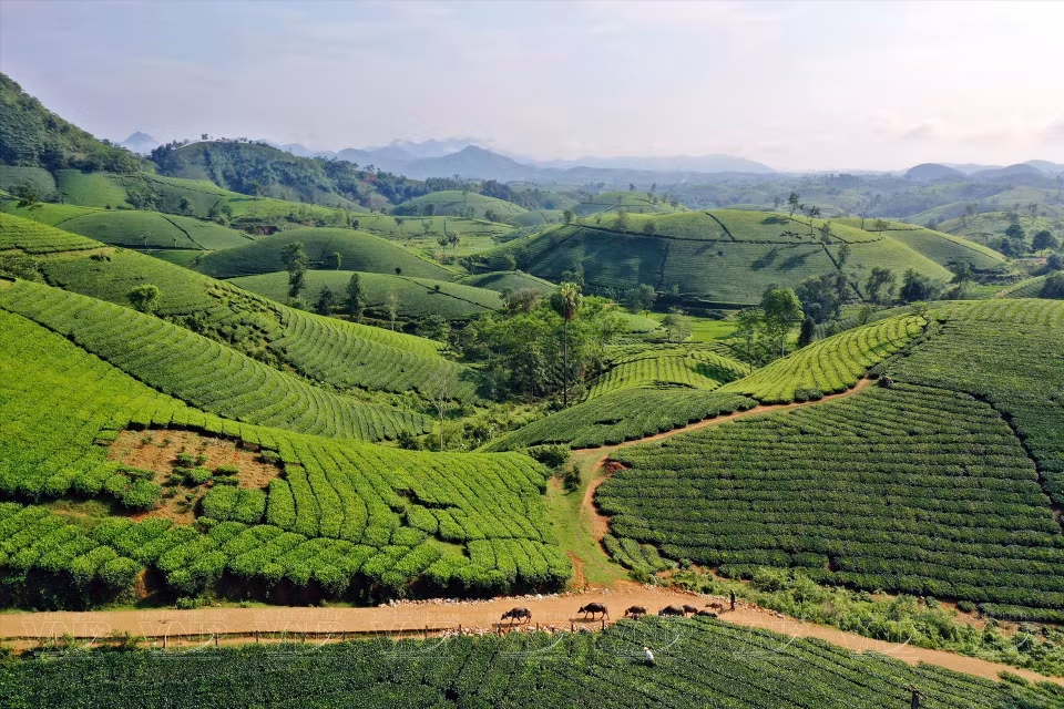 La superficie de culture du thé est gérée par les habitants et s'étend sur environ 400 hectares, produisant chaque année plus de 3.000 tonnes de thé frais.