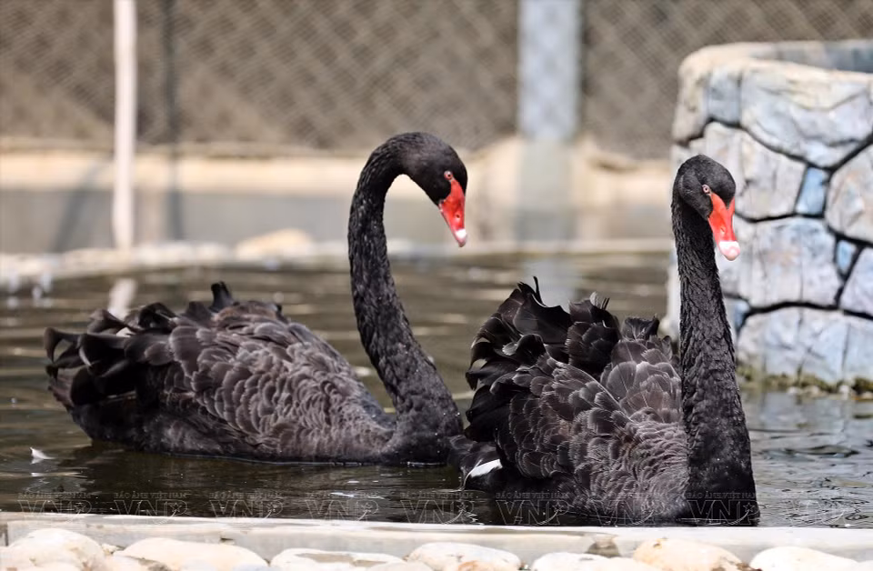 Cygnes noirs. 
