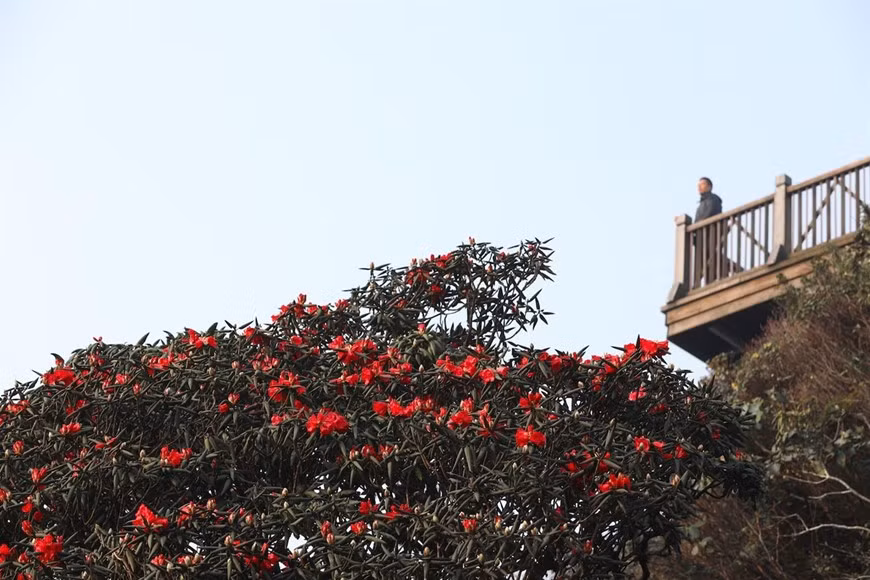  En avril, la forêt de Hoang Lien et Sa Pa dans la province de Lao Cai sont teints de couleur rouge d’azalées rares. 