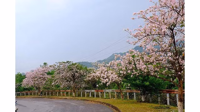  Il s’agit de la plus belle période de floraison des fleurs de bauhinies, attirant de nombreux visiteurs à venir contempler et découvrir cette terre historique. 