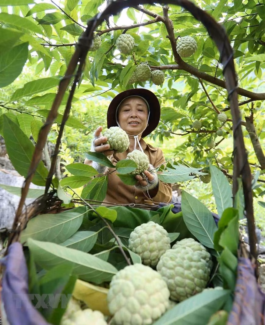  Pour la saison de récolte 2019, le district de Chi Lang dans la province de Lang Son (Nord) compte environ 1.600 ha de cultures de pomme cannelle donnant des fruits, dont plus de 195 ha aux normes VietGAP et GlobalGAP. 