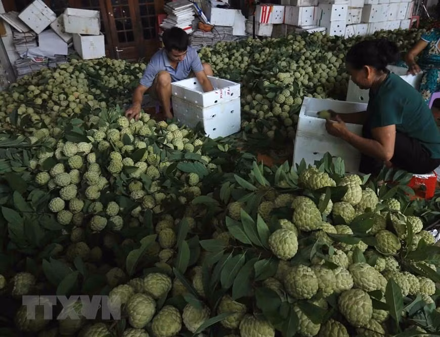 Chez un commerçant dans le chef-lieu de Dong Banh, district de Chi Lang: la récolte est sélectionnée avant d’être vendue dans l’ensemble du pays ou exportée en Chine. 