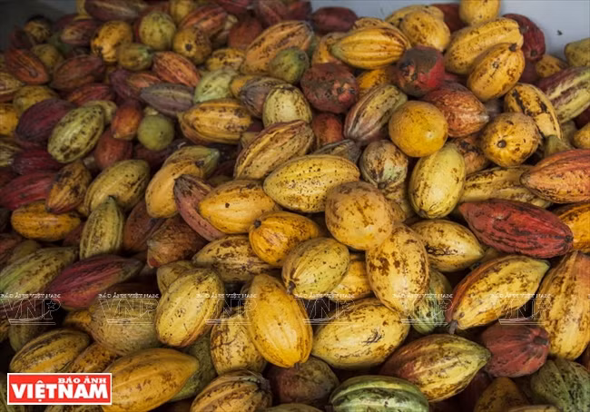  Le cacao vietnamien est très apprécié pour sa qualité et son arôme. 