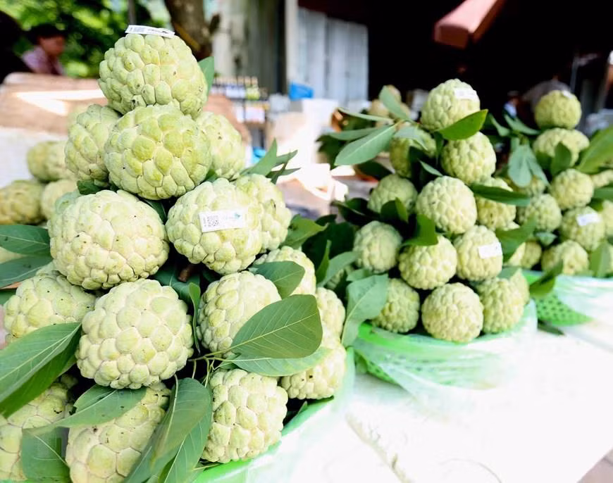  La pomme cannelle de Chi Lang est appréciée pour sa grosse taille et sa saveur. 
