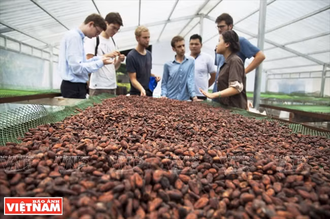  Les fèves de cacao fermentées sont séchées. 