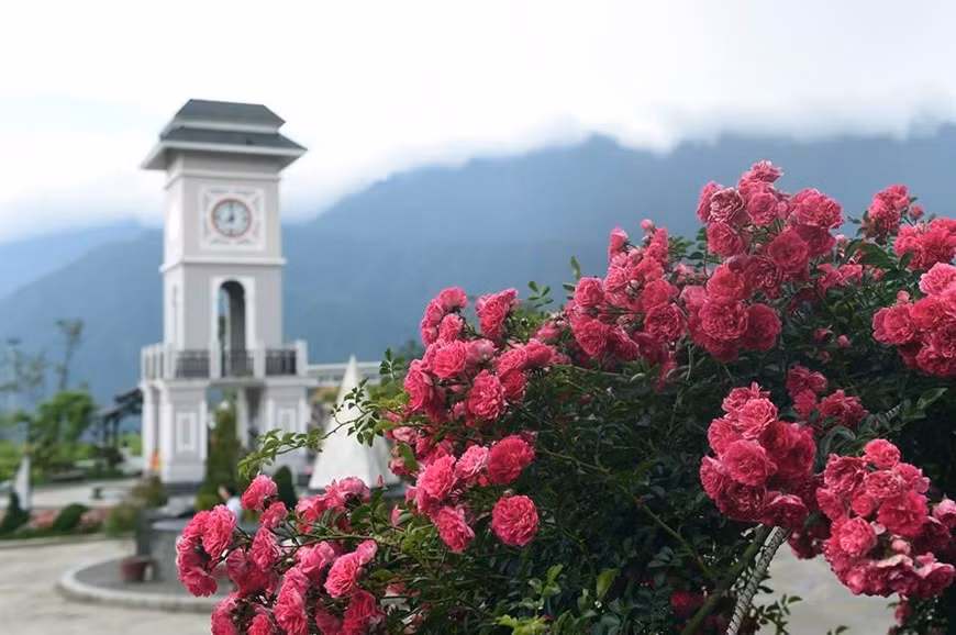 Des roses anciennes brillent au soleil. 