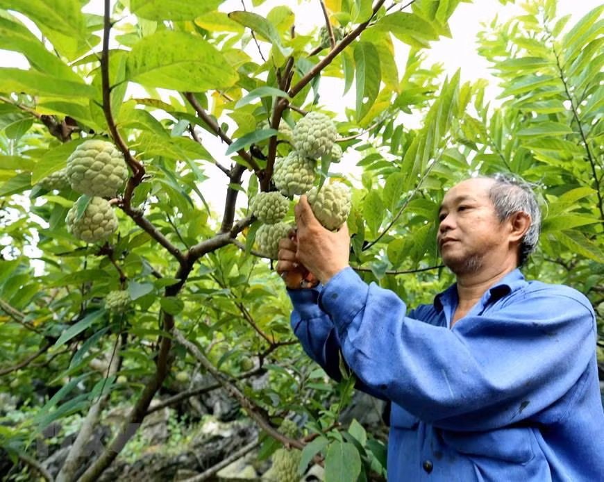  Pour la saison de récolte 2019, le district continue d’encourager les agriculteurs à appliquer des normes de bonnes pratiques agricoles vietnamiennes VietGAP ou mondiales GlobalGAP. 