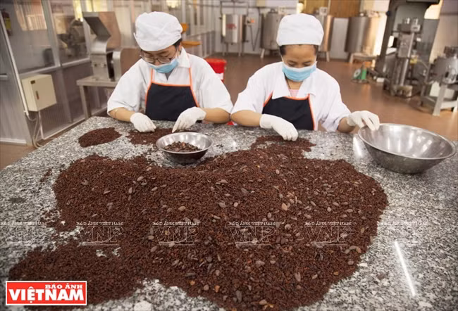  Des fèves de cacao. 